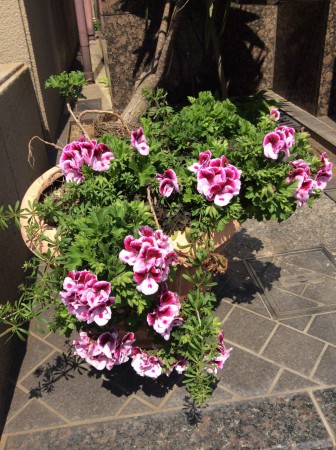 ゼラニウムの花が満開です。